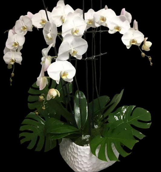 WHITE PHALAENOPSIS